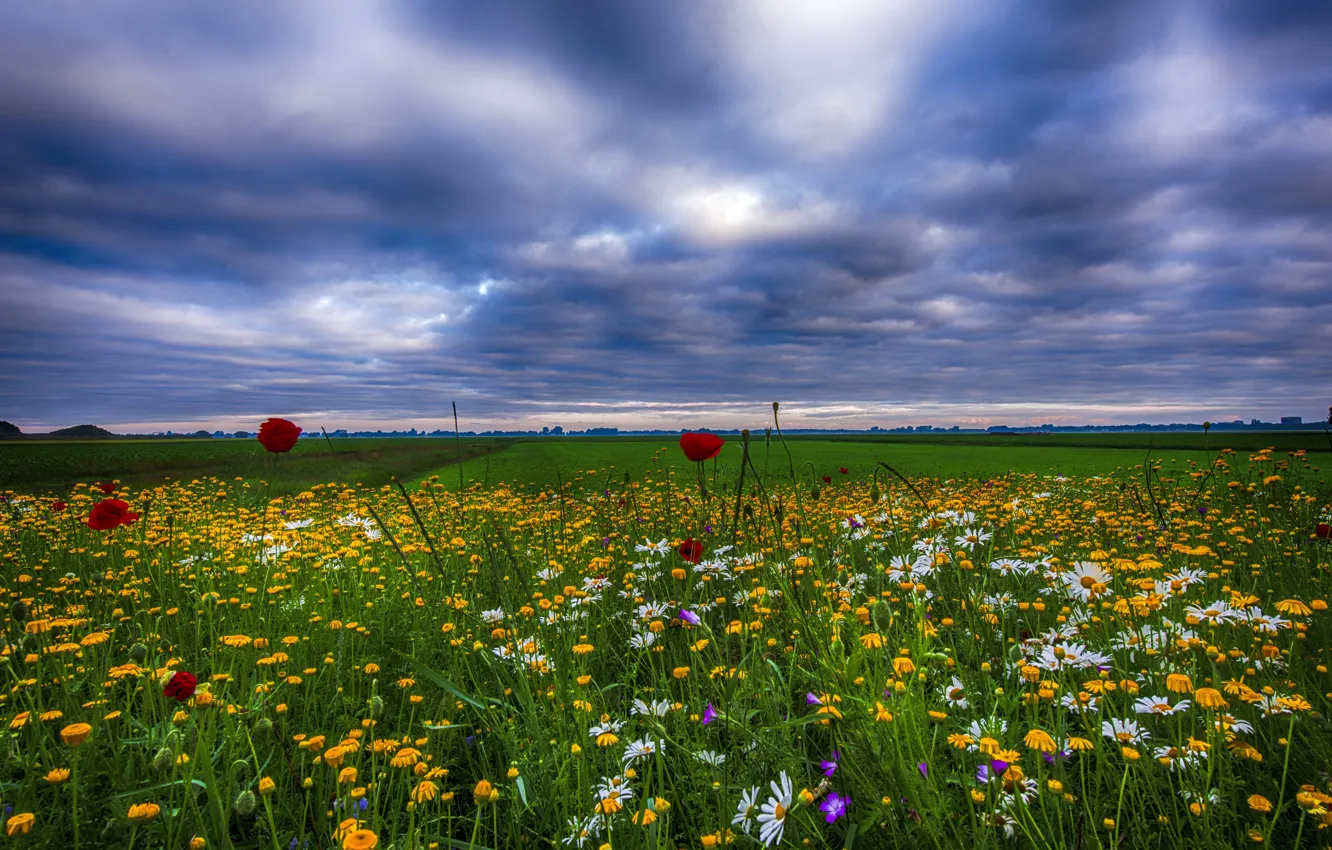 Photo wallpaper field, the sky, grass, clouds, flowers, Maki, chamomile, the evening