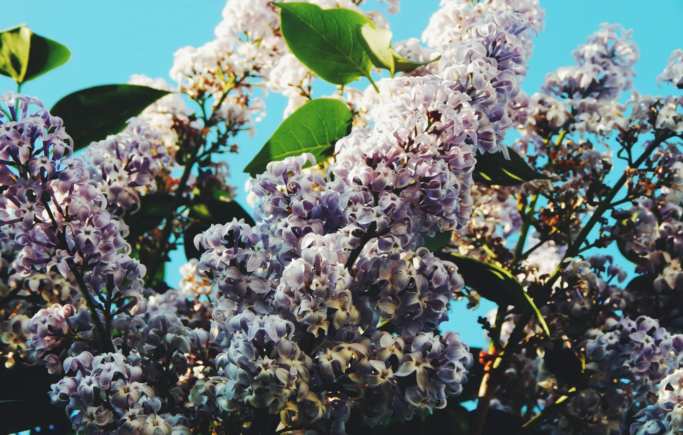 Photo wallpaper purple, leaves, flowers, branches, spring, lilac