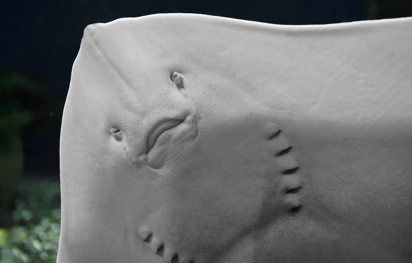 Photo wallpaper sea, water, head, SKAT, underwater world, under water, gills