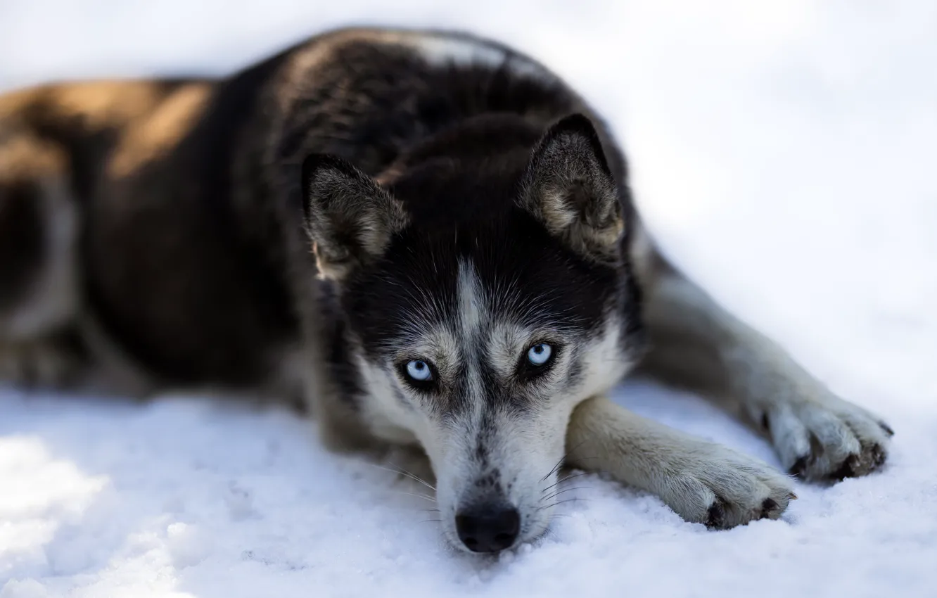 Photo wallpaper dog, look, lies, snow, winter, husky, face, paws