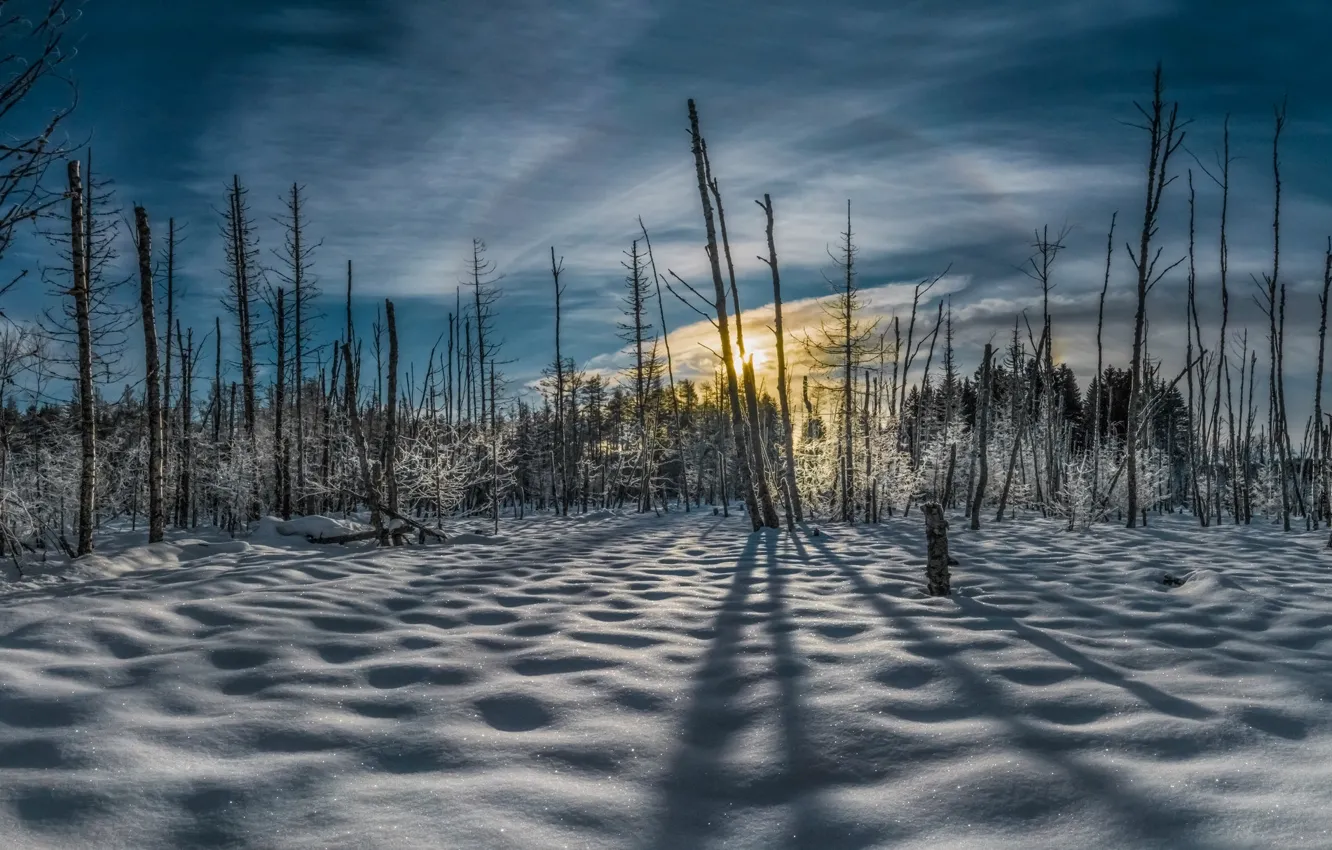 Photo wallpaper winter, forest, morning