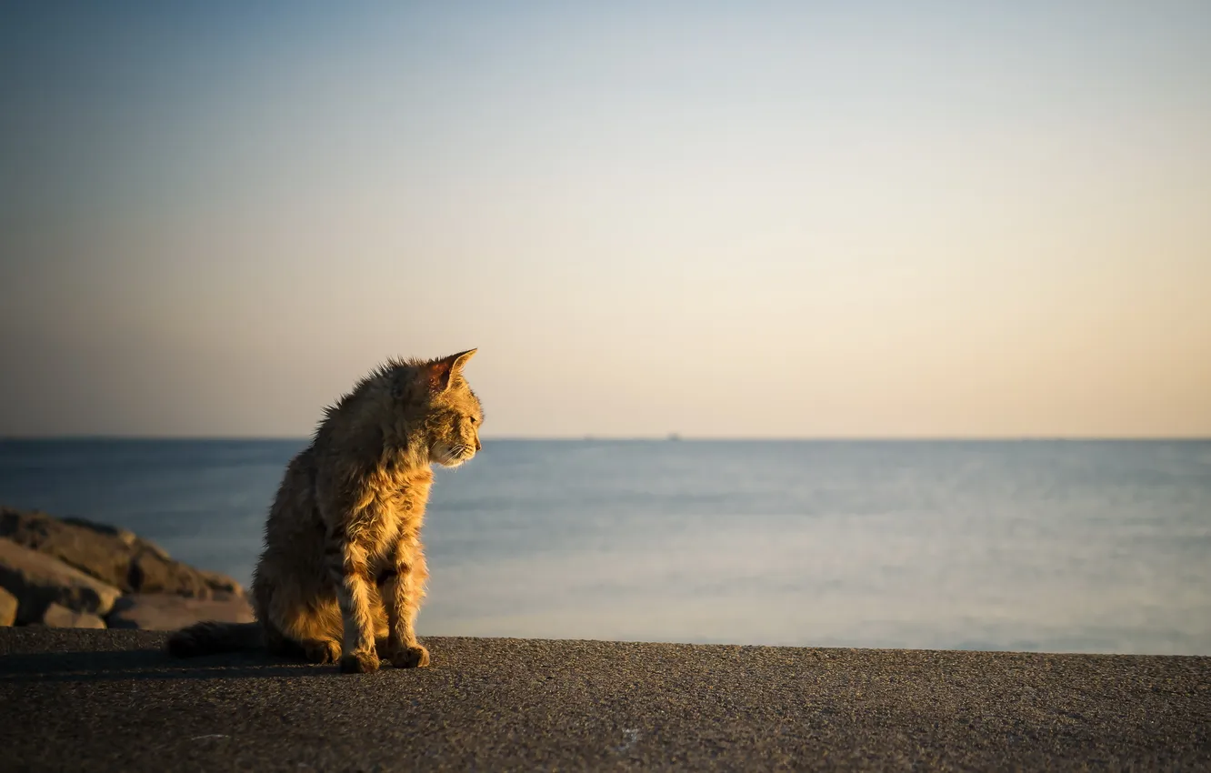 Photo wallpaper sea, cat, light