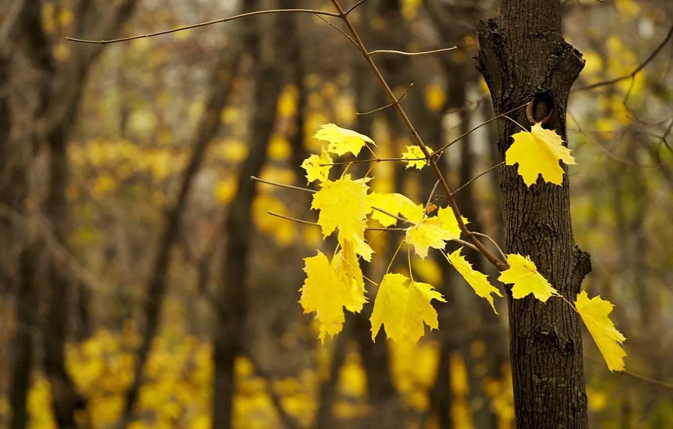 Photo wallpaper autumn, leaves, trees, branch