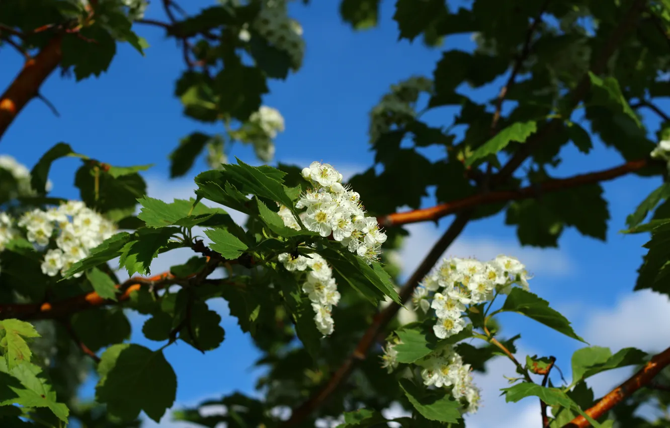 Photo wallpaper the sky, flowers, beautiful