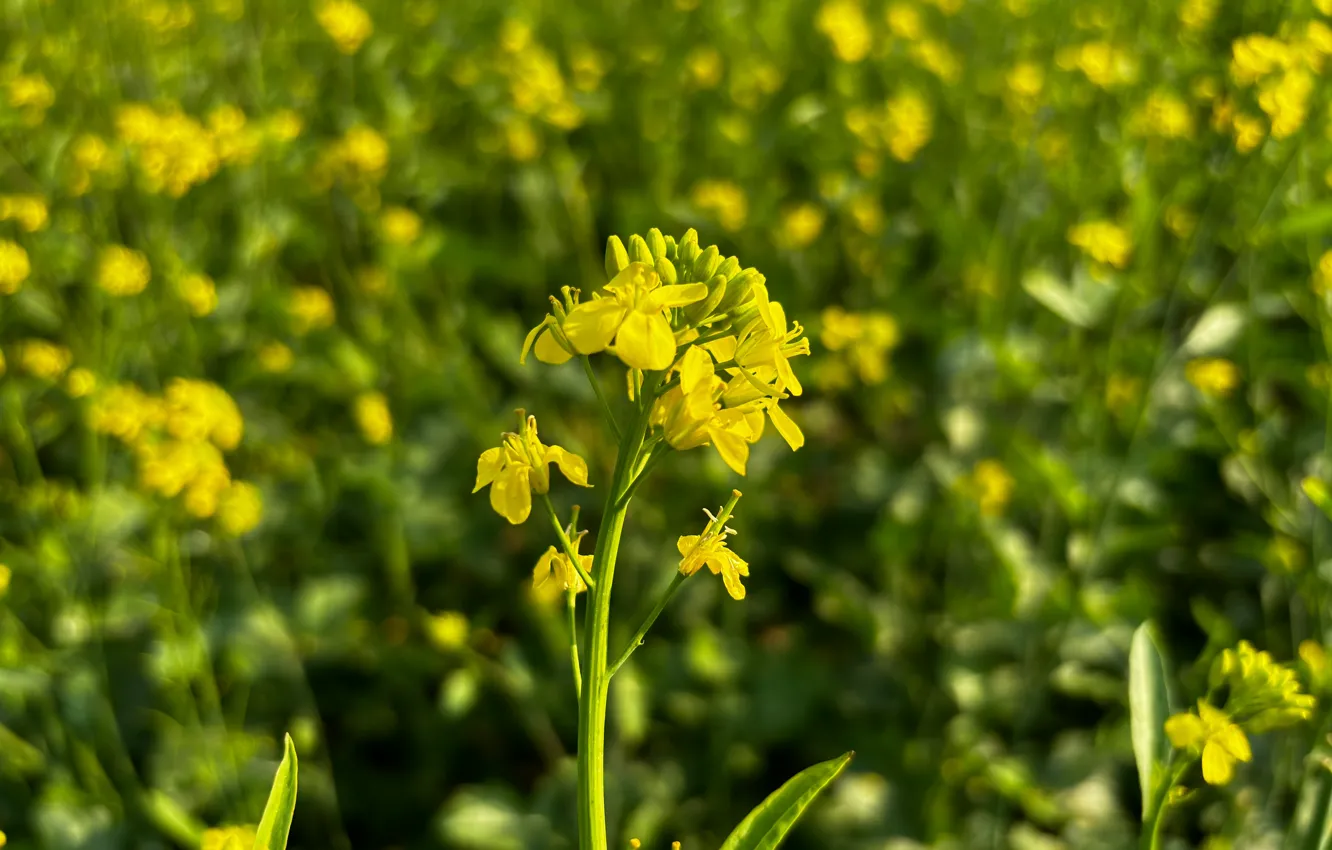 Photo wallpaper green, flower, Day, leaf, hd wallpaper, Backgraund, 4K Wallpaper
