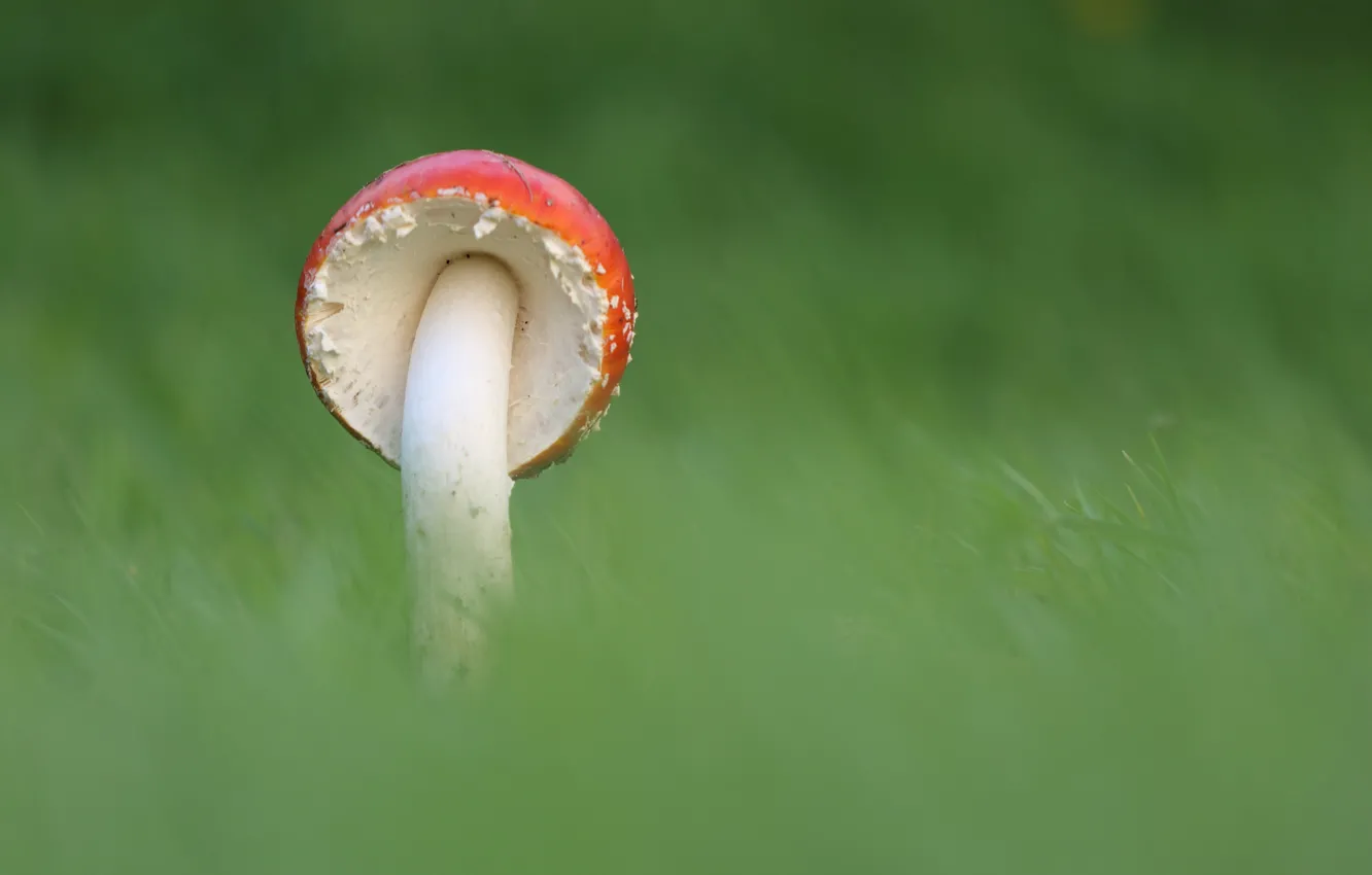 Photo wallpaper grass, nature, mushroom, mushroom