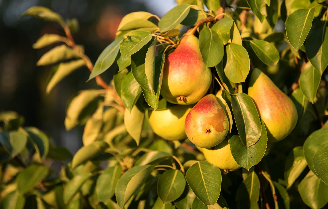 Photo wallpaper leaves, light, trees, branches, nature, garden, harvest, fruit