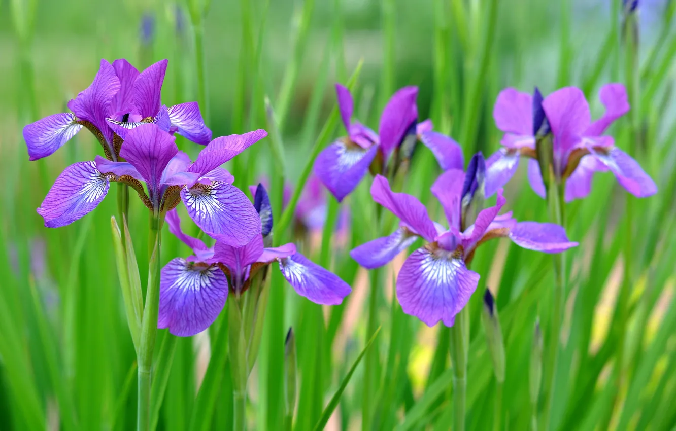 Photo wallpaper field, nature, petals, garden, stem, meadow, iris