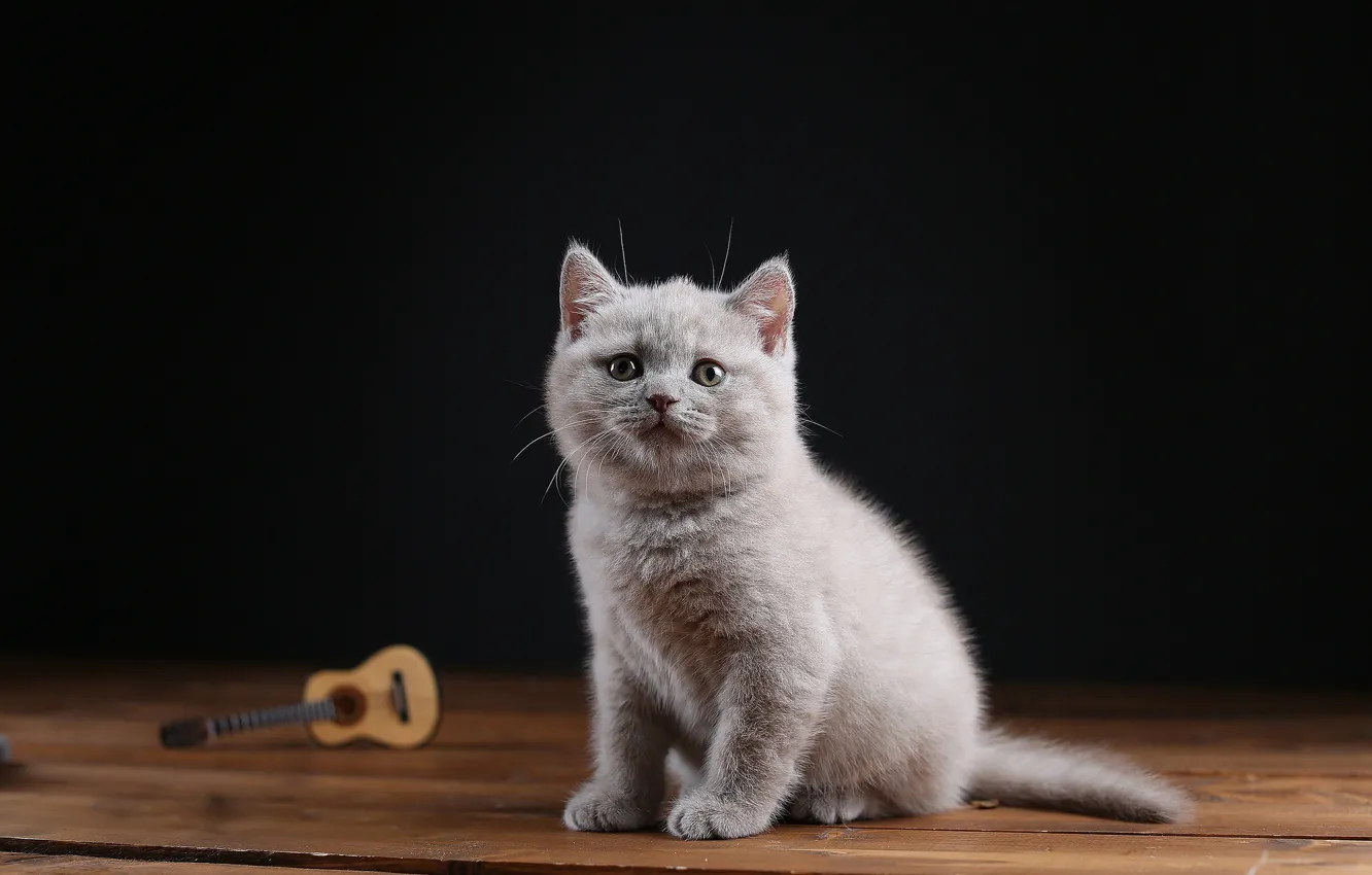 Photo wallpaper cat, grey, Board, guitar, baby, black background, kitty, sitting