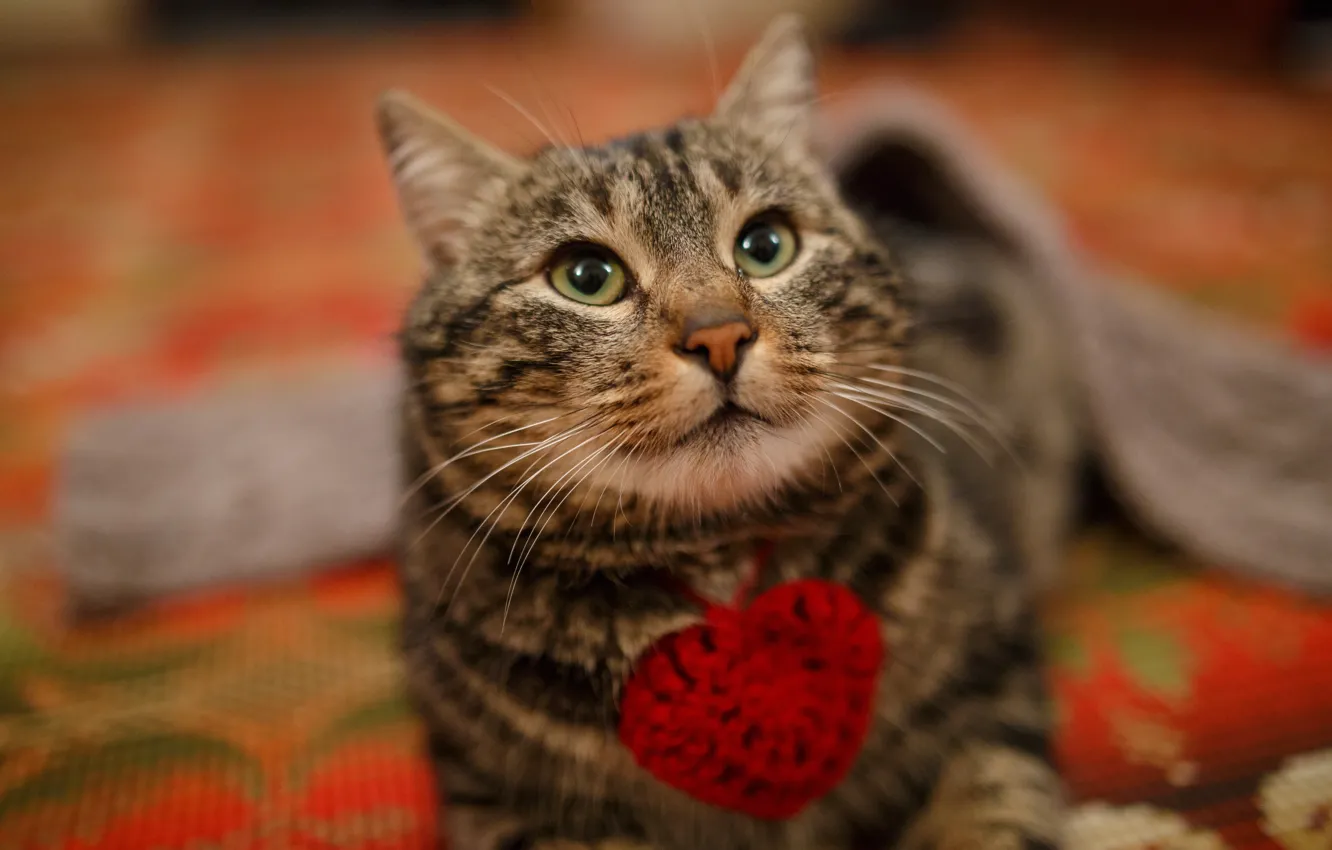 Photo wallpaper cat, cat, look, heart