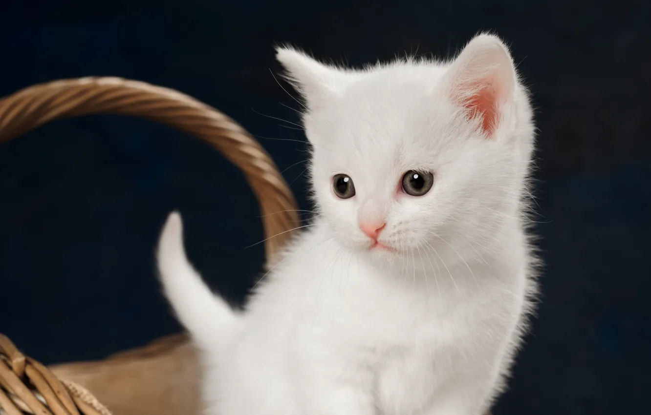 Photo wallpaper cat, white, look, kitty, baby, kitty