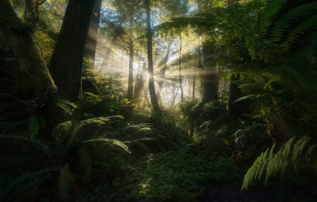 Photo wallpaper forest, the sun, rays, light, fern