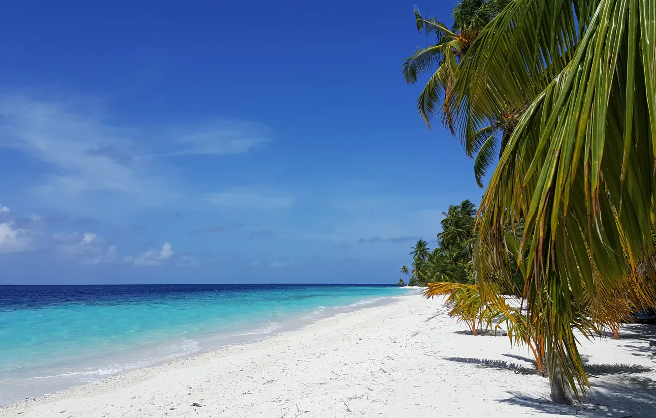 Photo wallpaper beach, tropics, palm trees, the ocean, exotic, white sand, island, Мaldives