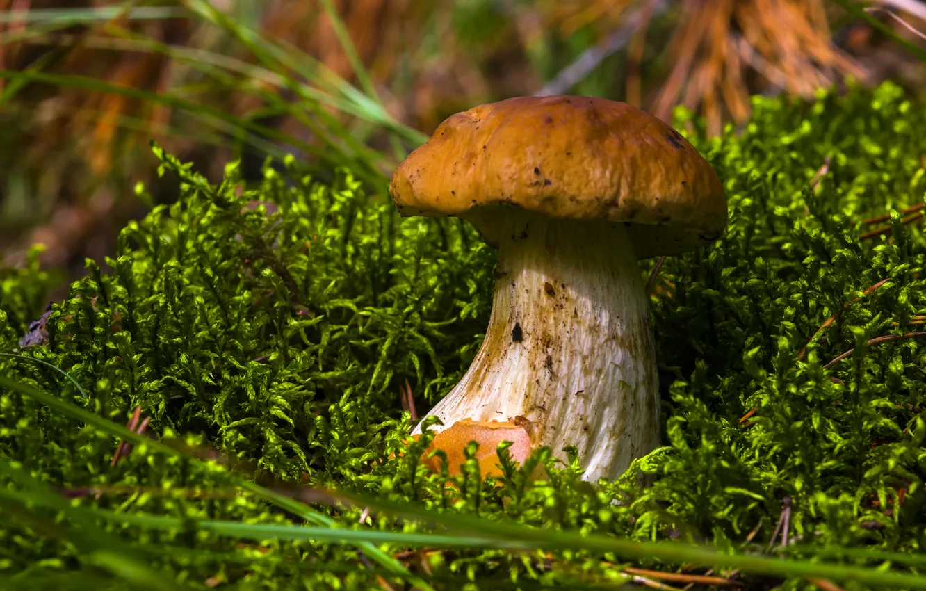 Photo wallpaper mushrooms, Nature, Borovik, edible mushrooms