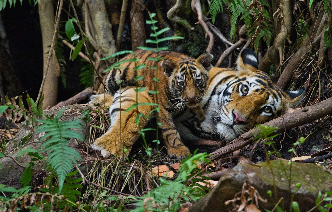 Photo wallpaper animals, look, nature, tiger, stay, plants, predator, jungle