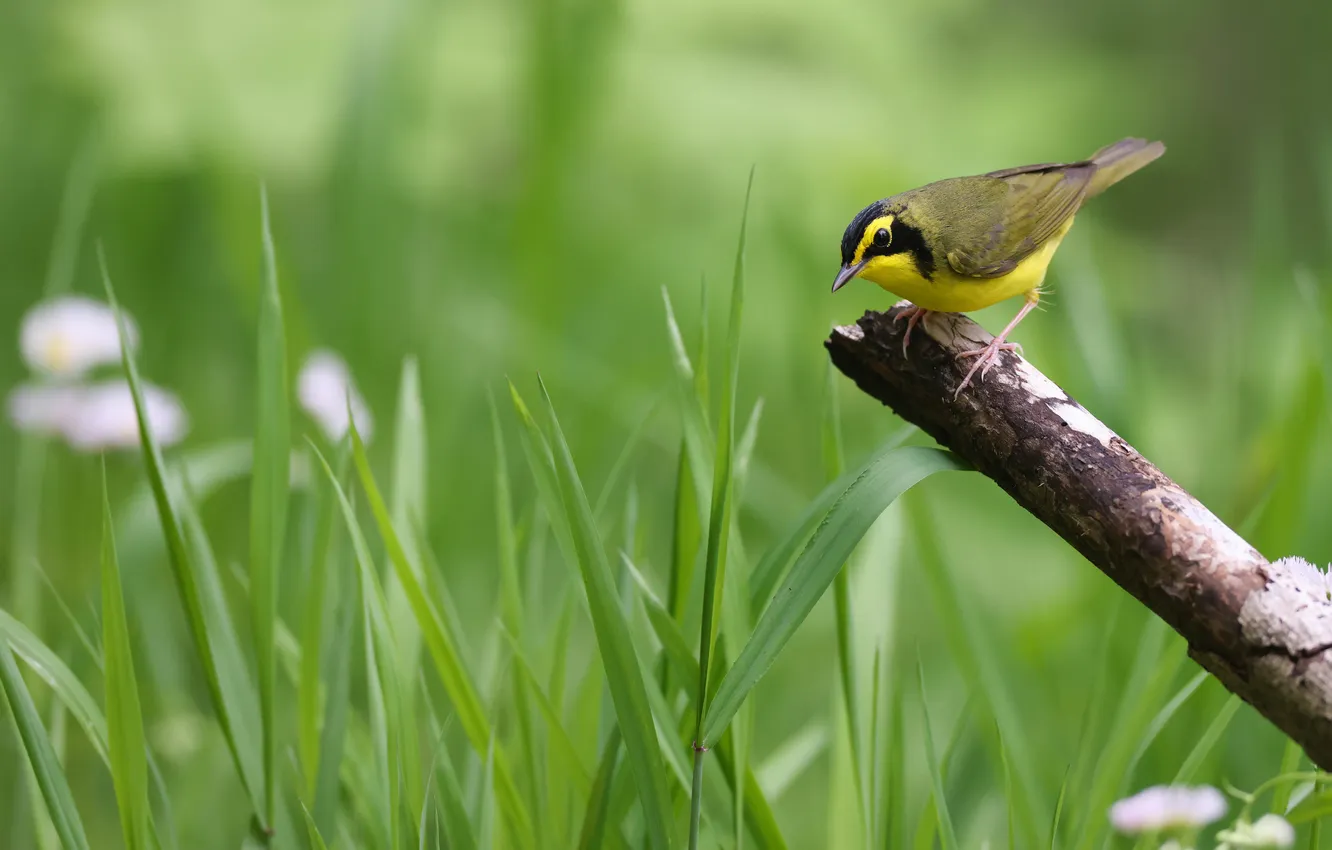 Photo wallpaper grass, bird, glade, bitches, yellow-throated forest warbler