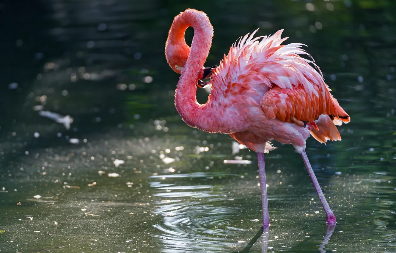 Photo wallpaper water, bird, pink flamingos