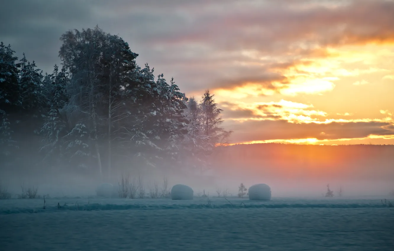 Photo wallpaper winter, snow, trees, sunset, fog, Sweden, North