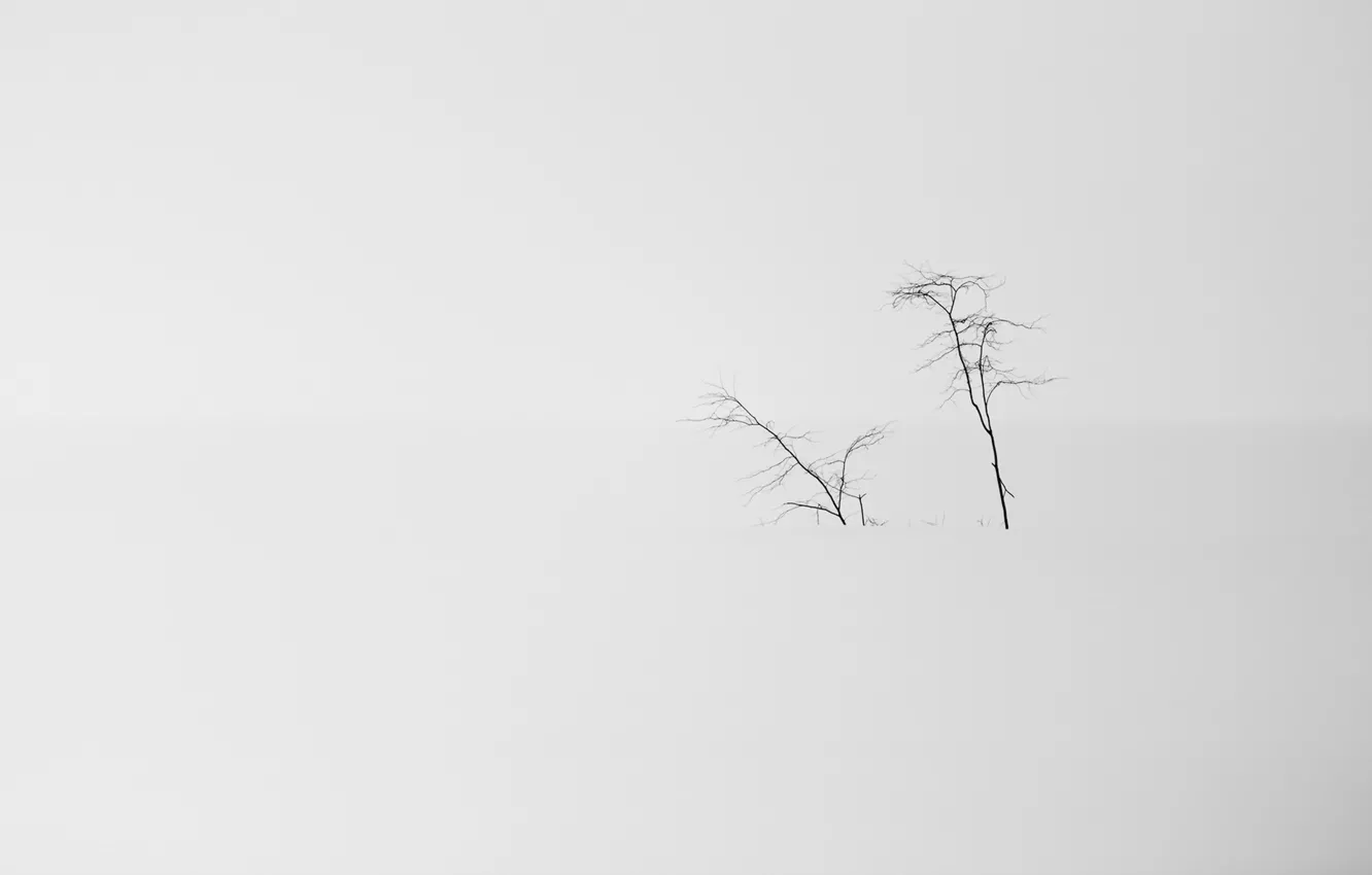 Photo wallpaper snow, trees, nature, minimalism