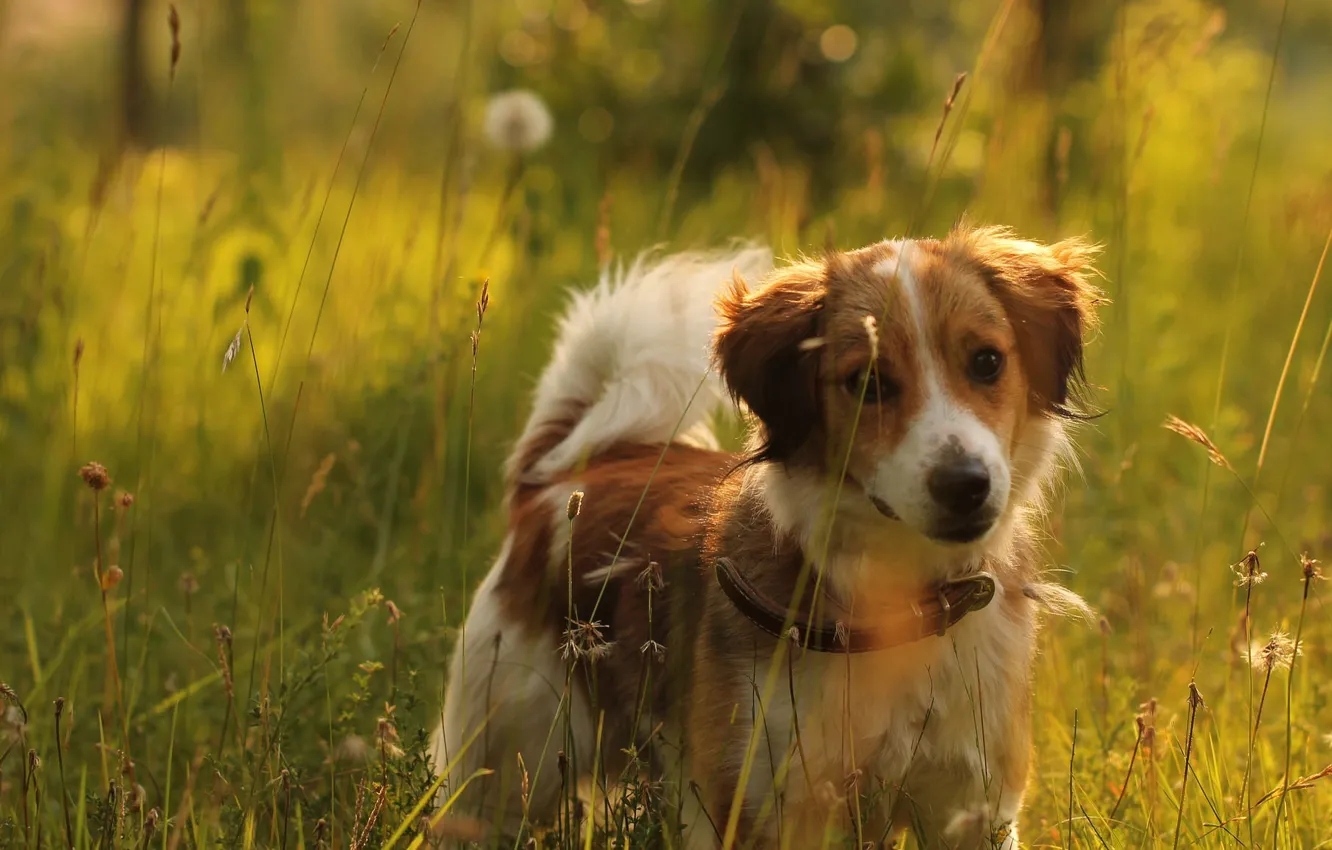Photo wallpaper field, summer, grass, light, nature, mood, dog, meadow