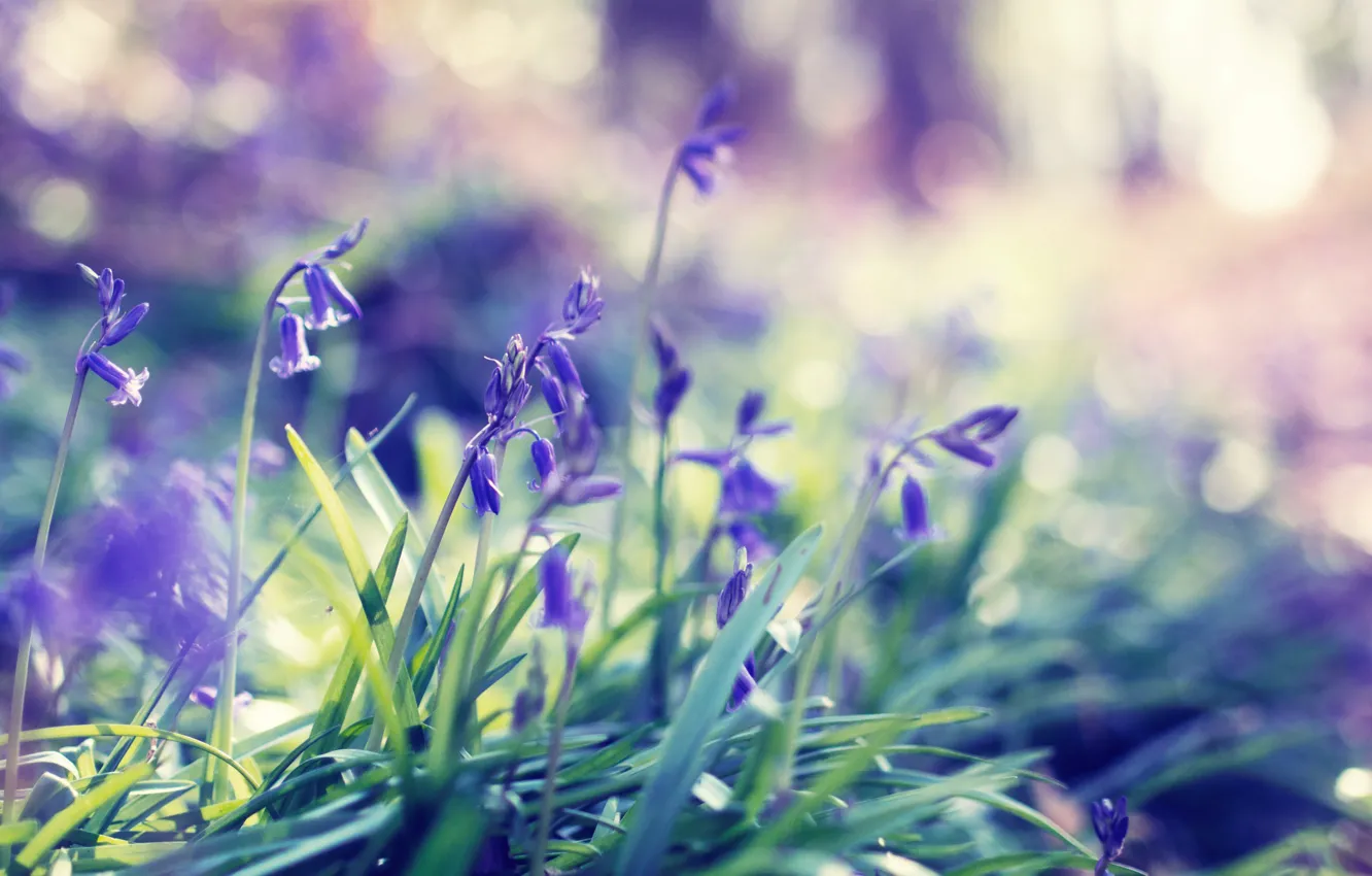 Photo wallpaper grass, flowers, spring, spring