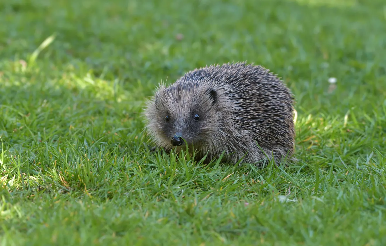 Photo wallpaper grass, look, glade, muzzle, hedgehog, hedgehog