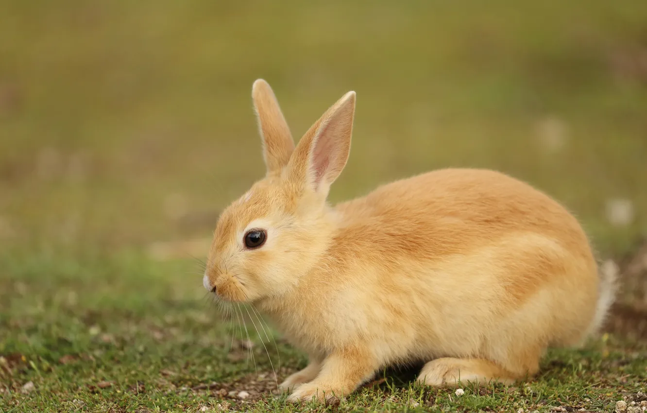 Photo wallpaper nature, animal, hare, weed