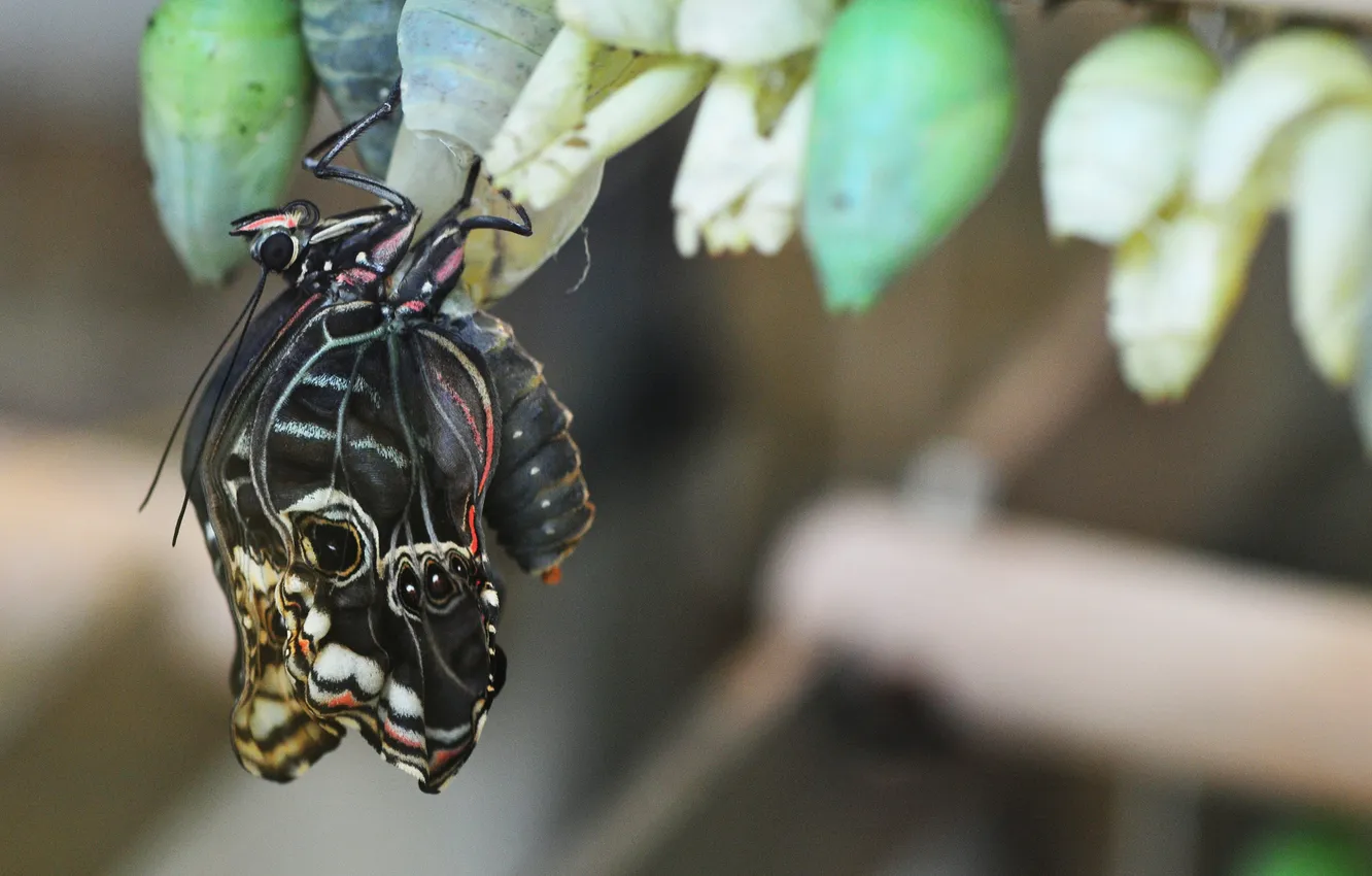 Photo wallpaper butterfly, cocoon, birth, moth