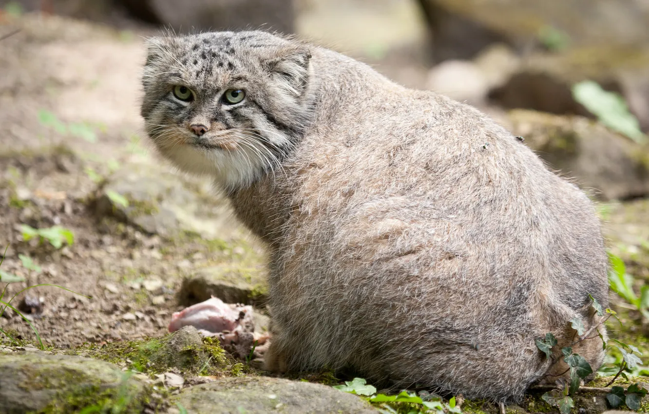 Photo wallpaper cat, look, manul