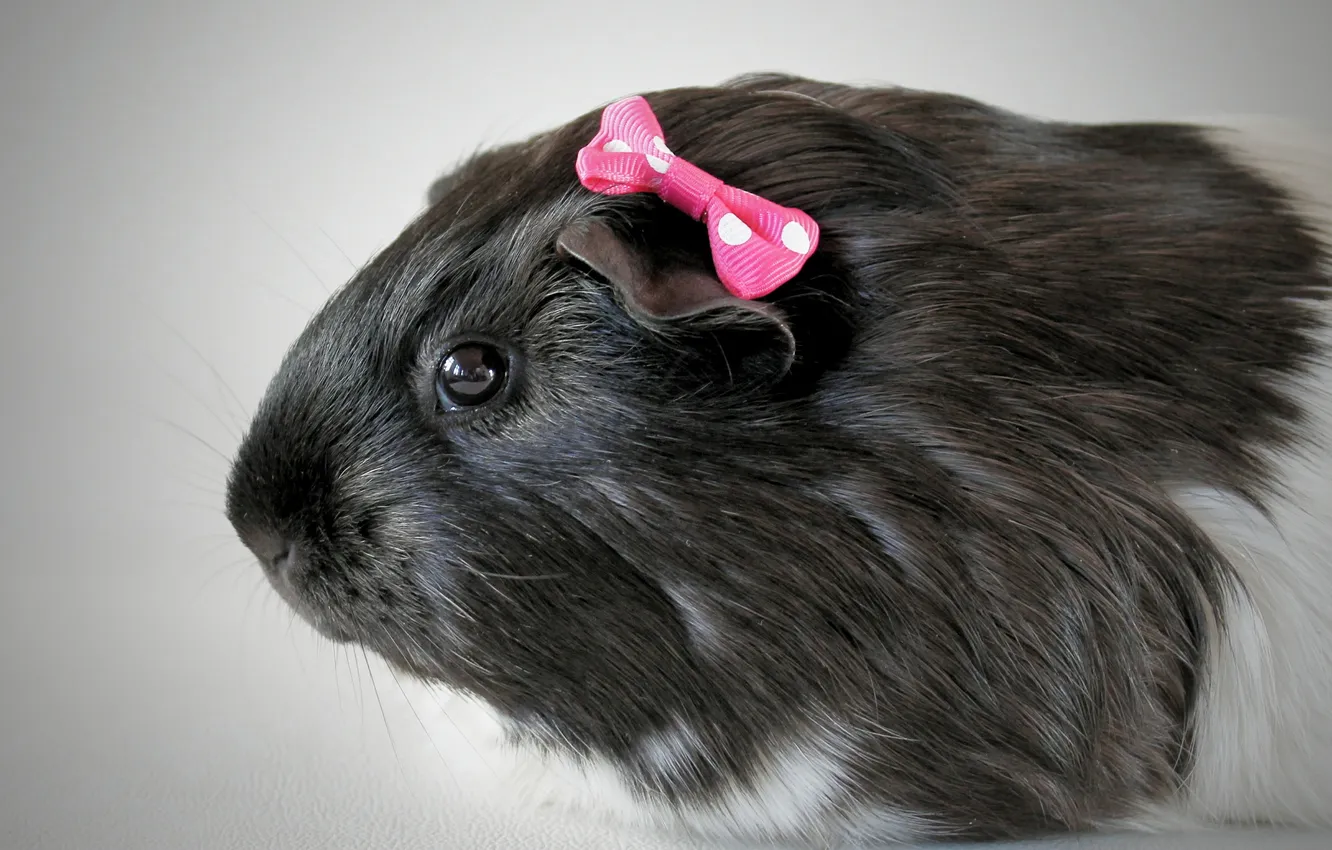 Photo wallpaper macro, Guinea pig, bow