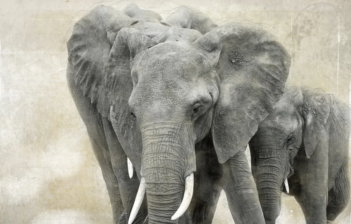 Photo wallpaper nature, elephant, Africa