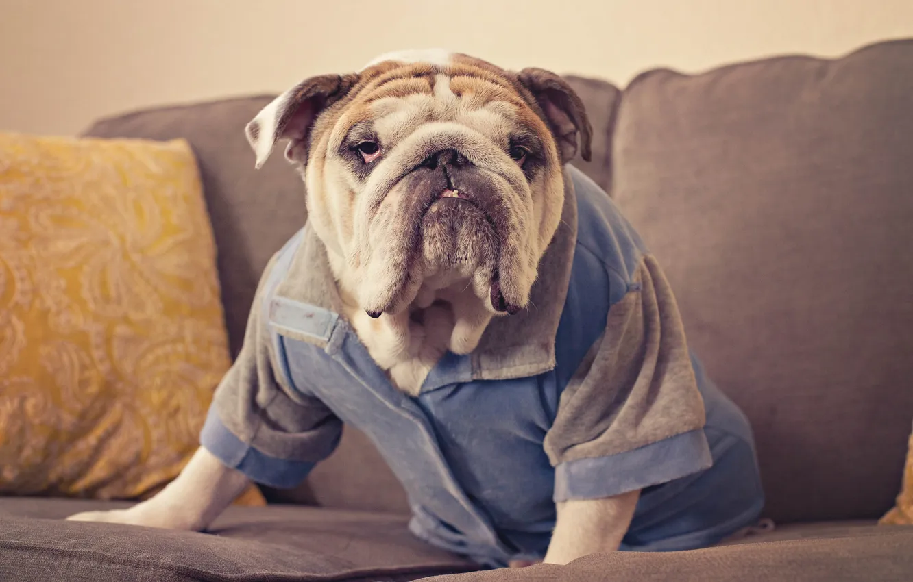 Photo wallpaper look, each, dog