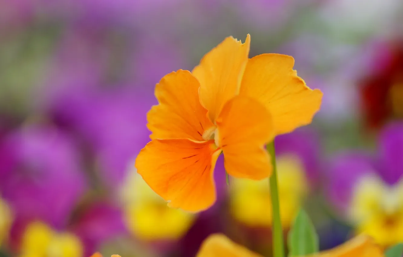 Photo wallpaper flowers, yellow, Pansy, viola