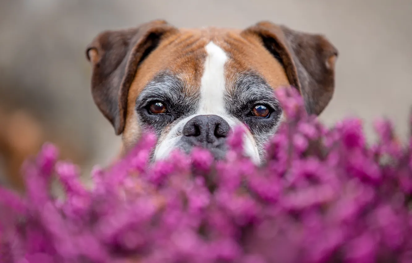 Photo wallpaper look, face, flowers, background, dog, blur, boxer
