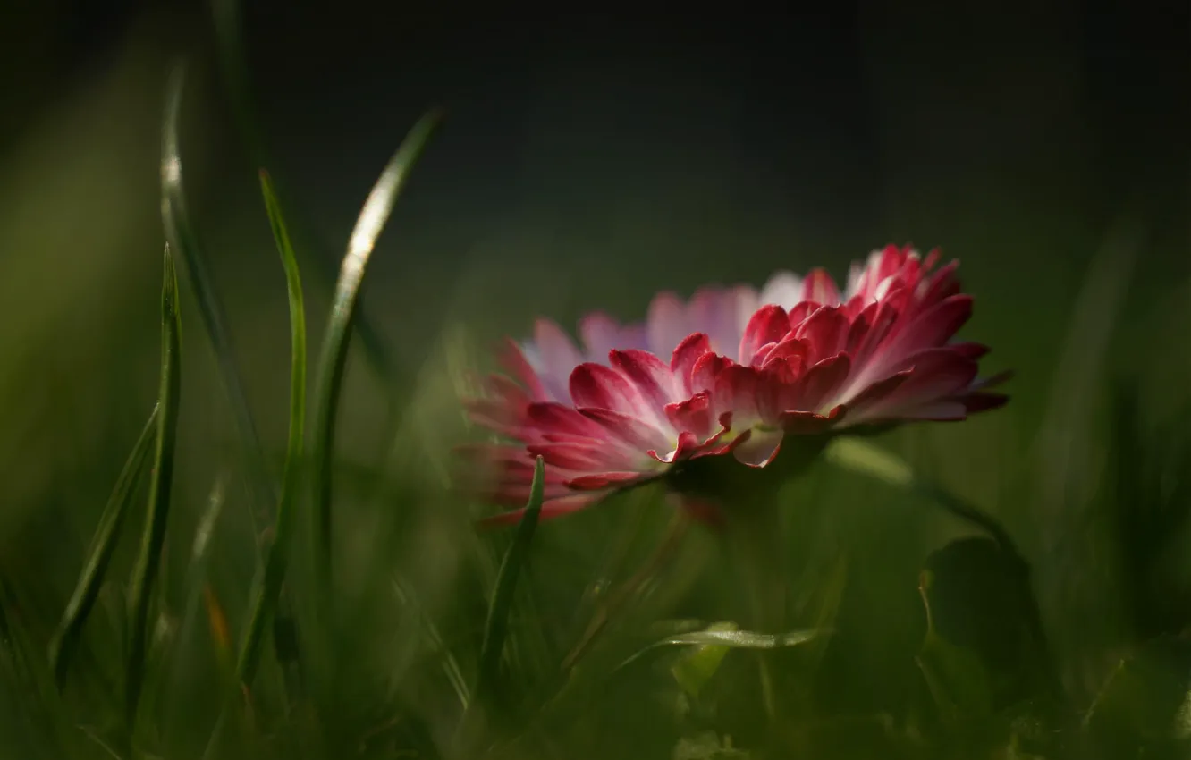 Photo wallpaper grass, macro, flowers