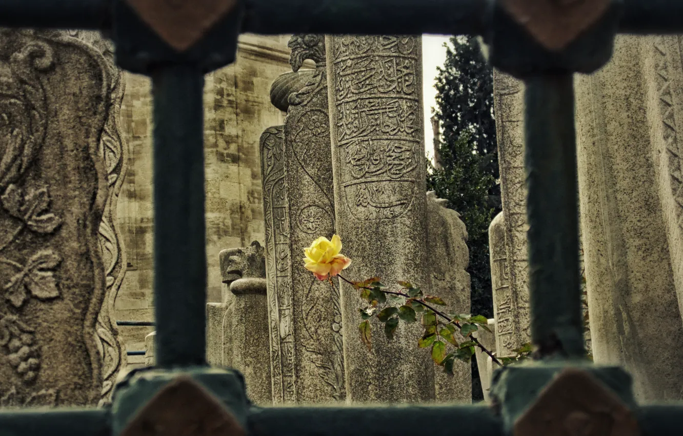 Photo wallpaper flower, antique, Ottoman