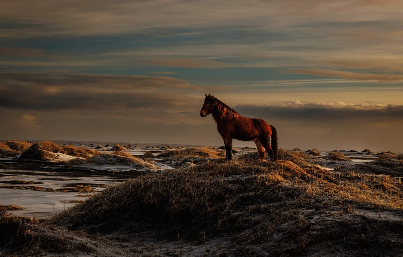 Photo wallpaper horse, hills, horse