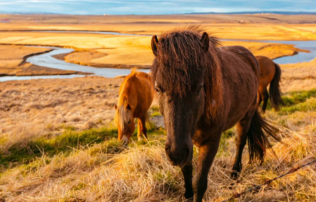 Photo wallpaper autumn, grass, look, face, nature, pose, river, horse
