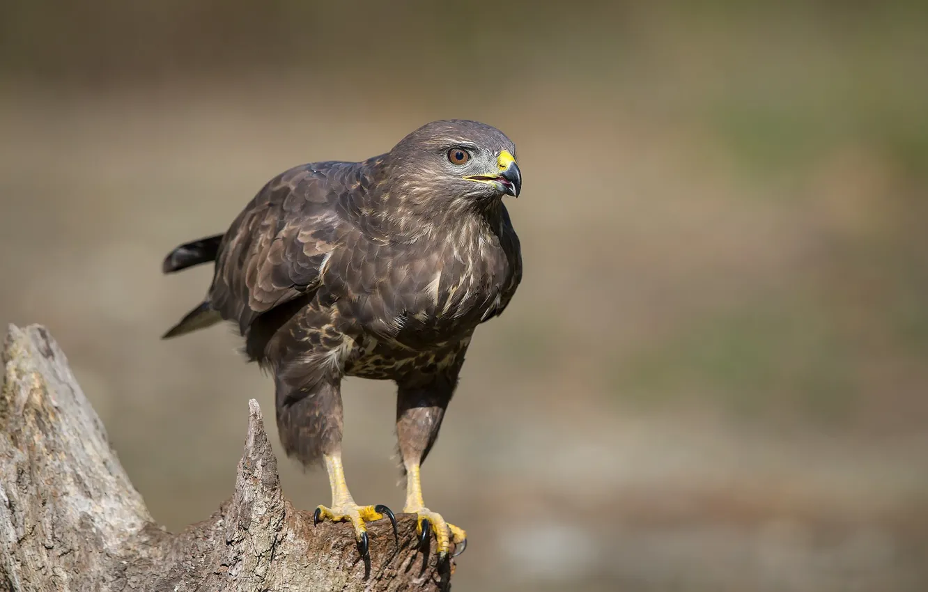 Photo wallpaper bird, predator, snag, hawk