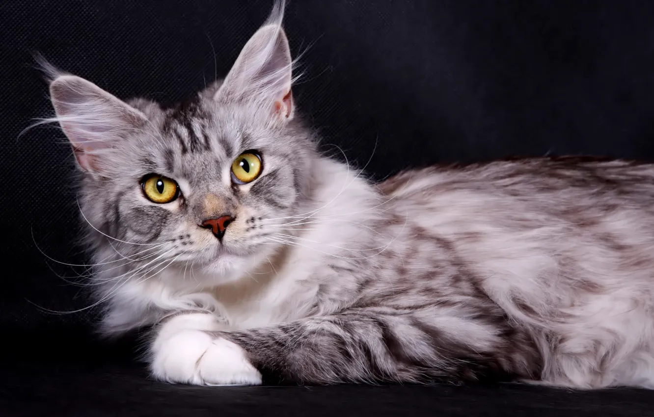 Photo wallpaper cat, cat, breed, Maine Coon