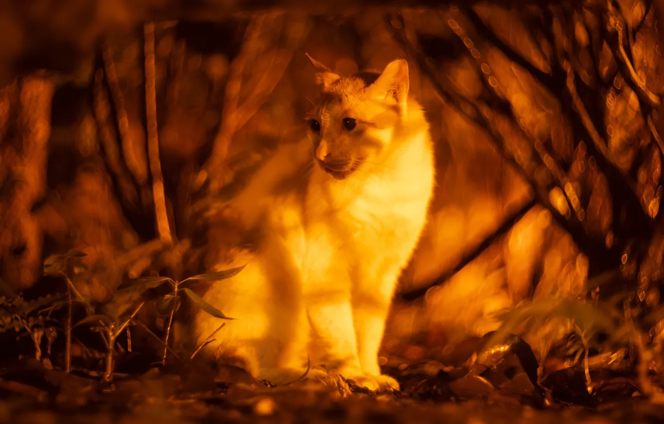 Photo wallpaper forest, cat, white, cat, look, face, light, trees