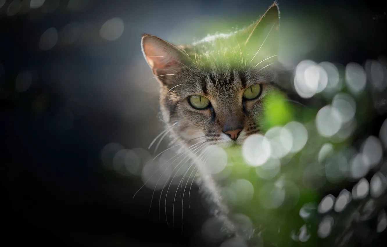 Photo wallpaper cat, look, glare, portrait, muzzle, cat