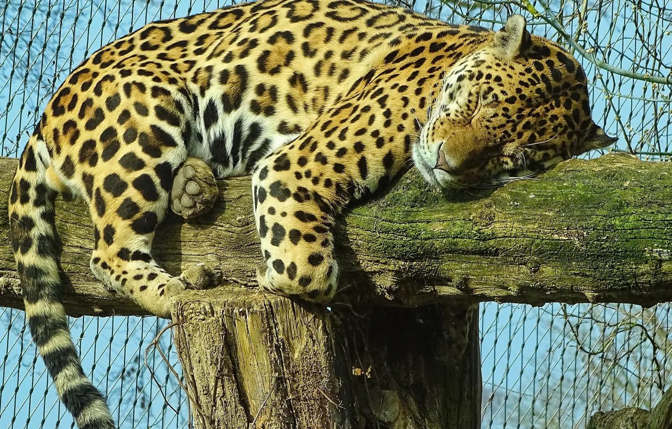 Photo wallpaper sleeping, Jaguar, zoo