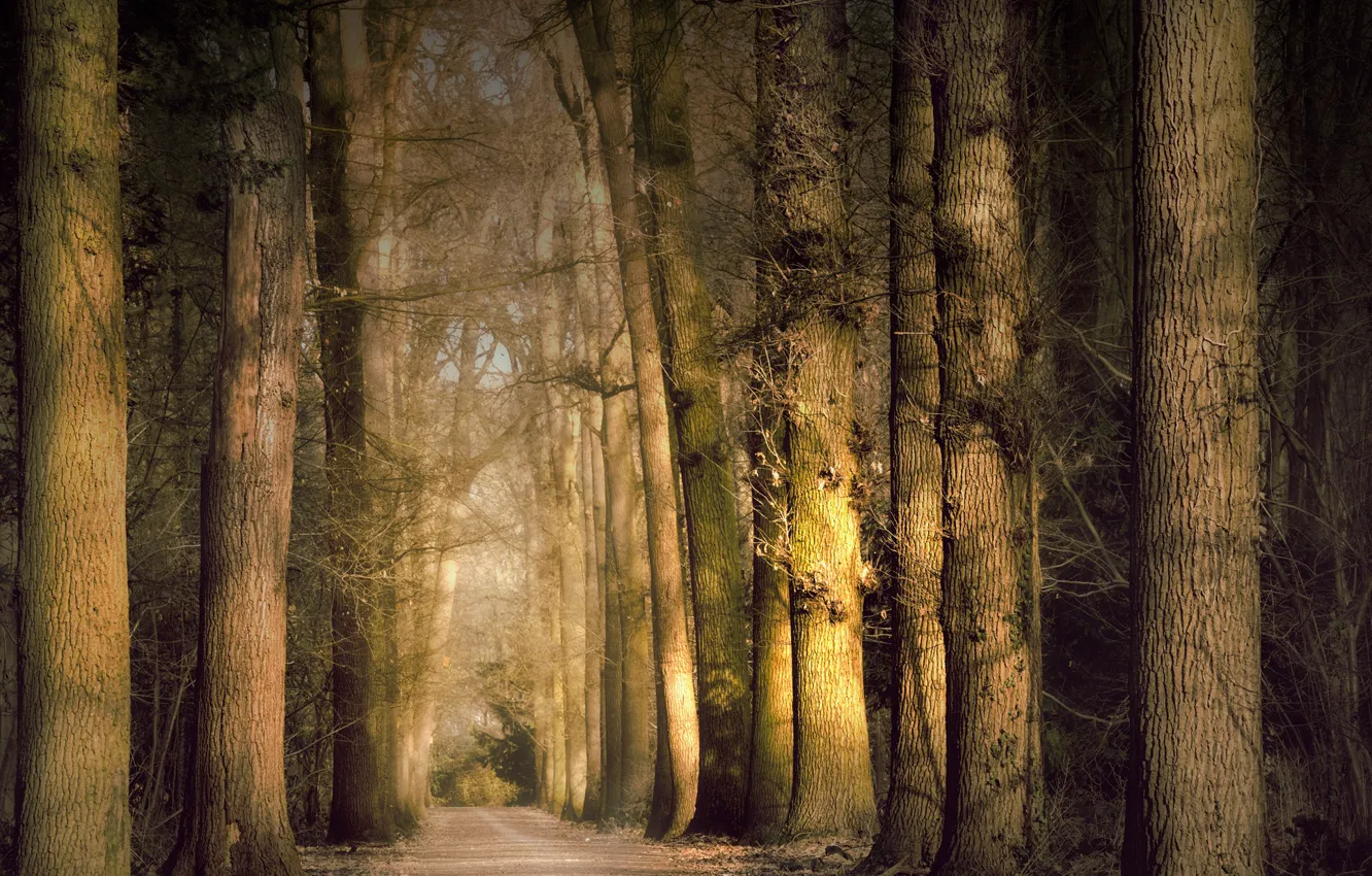 Photo wallpaper forest, light, trees, Park, trunk, alley, path