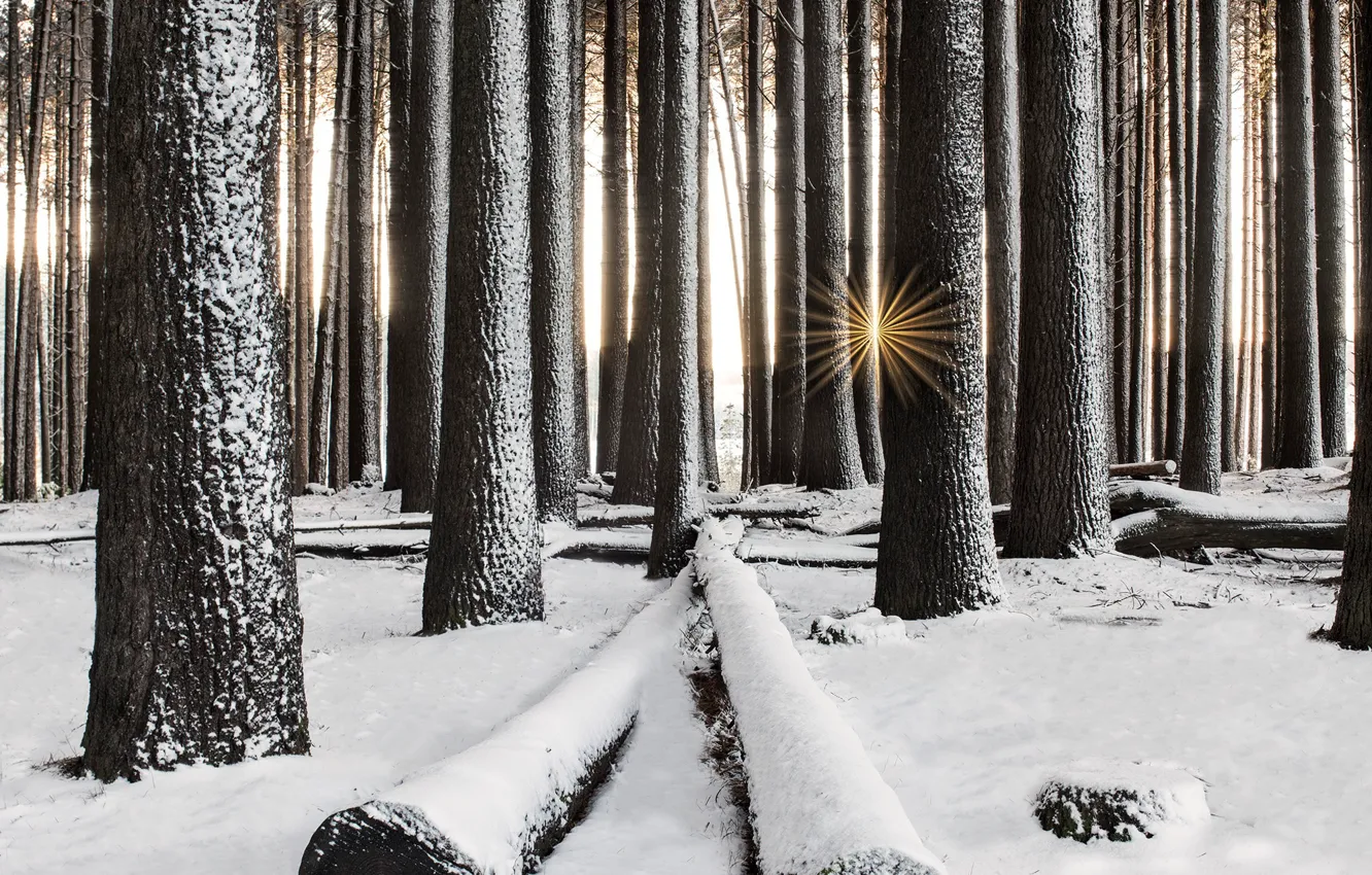 Photo wallpaper winter, forest, snow, trees, the rays of the sun