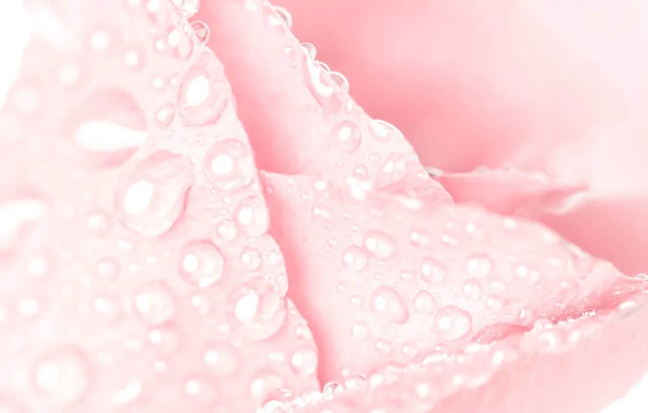 Photo wallpaper water, drops, rose, Macro, petals