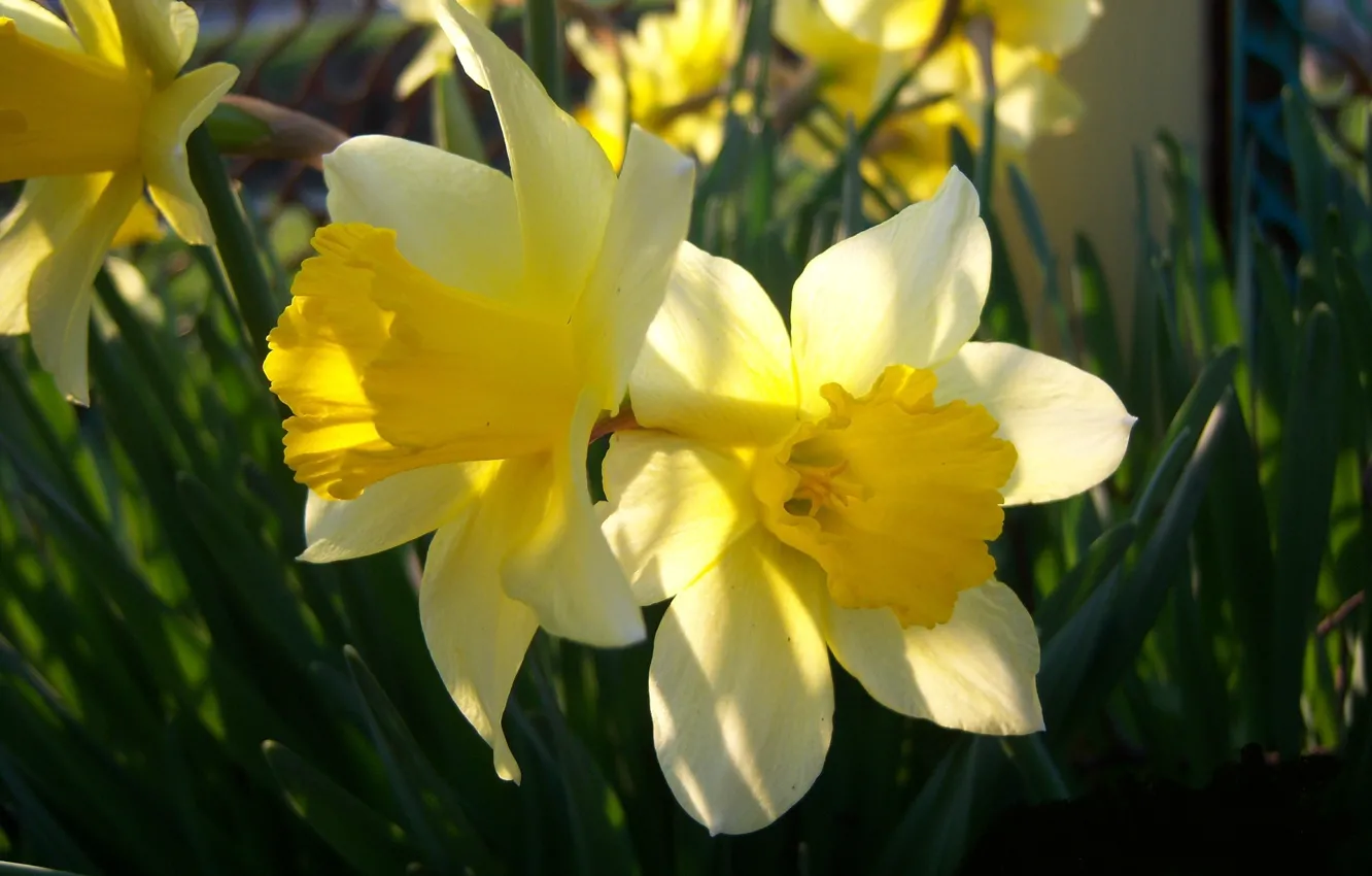 Photo wallpaper spring, daffodils, Meduzanol ©, spring 2010