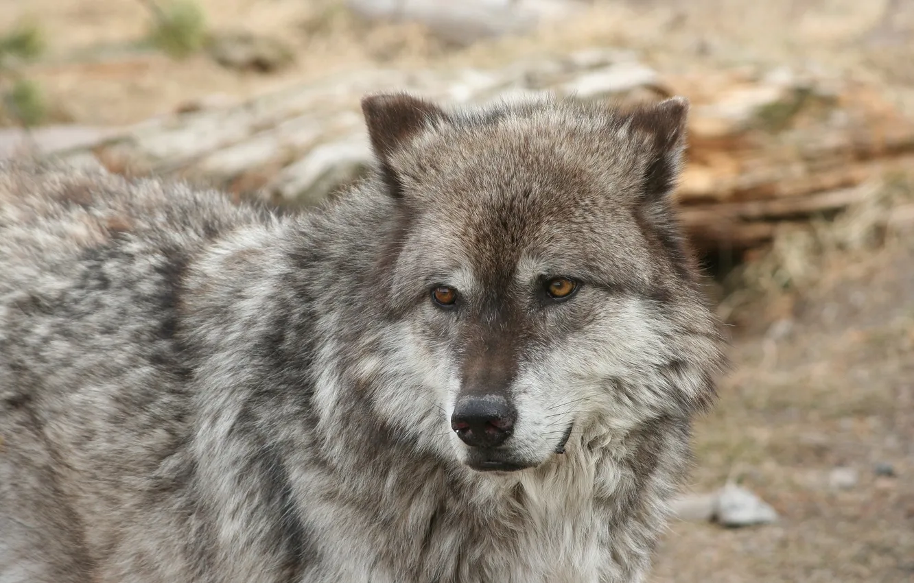 Photo wallpaper Predator, nature, snow, face, animal, wolf, canis lupus, wildlife