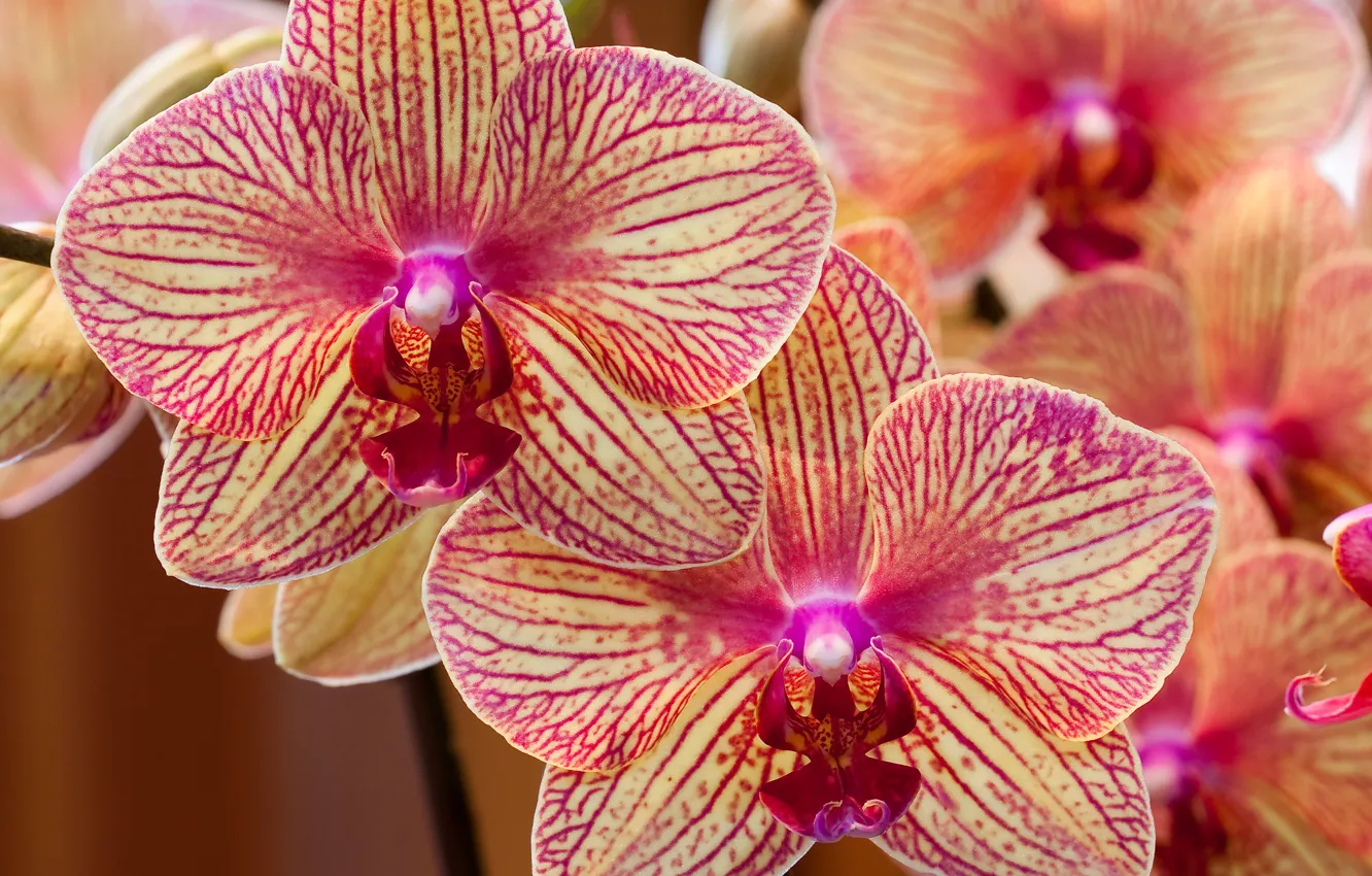 Photo wallpaper petals, exotic, Orchids