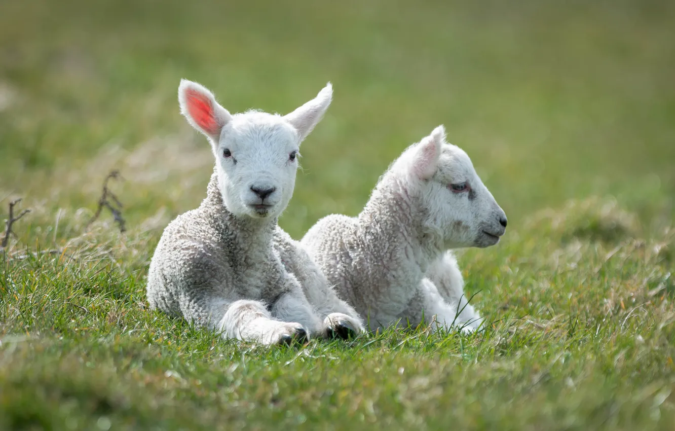 Photo wallpaper sheep, white, two, lie, lambs